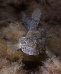 Black goby.A dark muck dive. Scotland.
D200,60mm. by Derek Haslam 